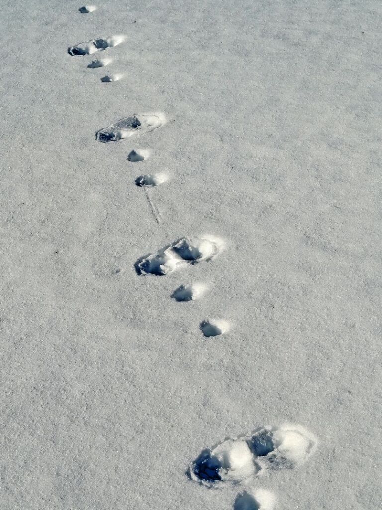 Spuren im Schnee