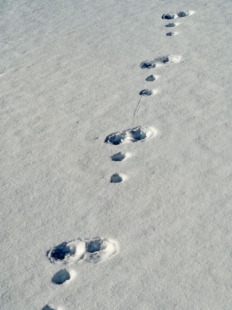 Bei schnstem Wetter und Schnee zog es am Samstag einige Freiburgerinnen und Freiburger auf den Schauinsland.