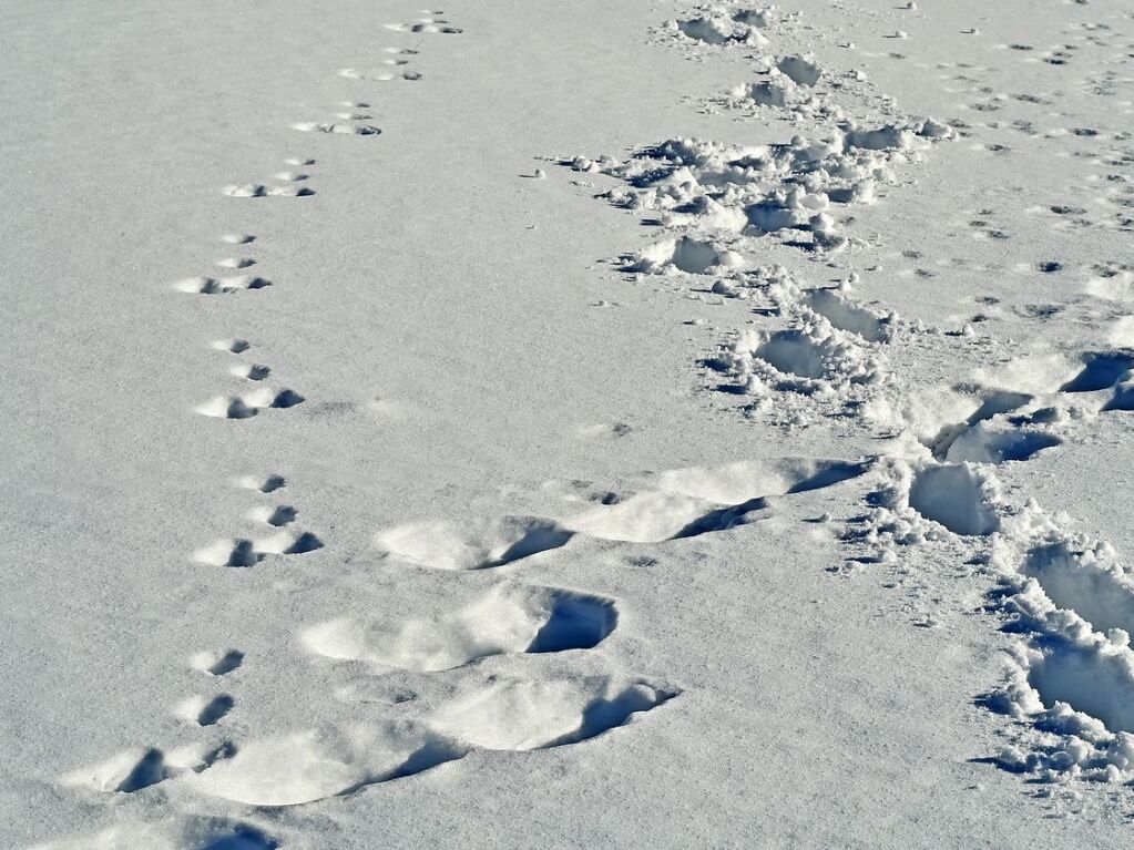 Bei schnstem Wetter und Schnee zog es am Samstag einige Freiburgerinnen und Freiburger auf den Schauinsland.