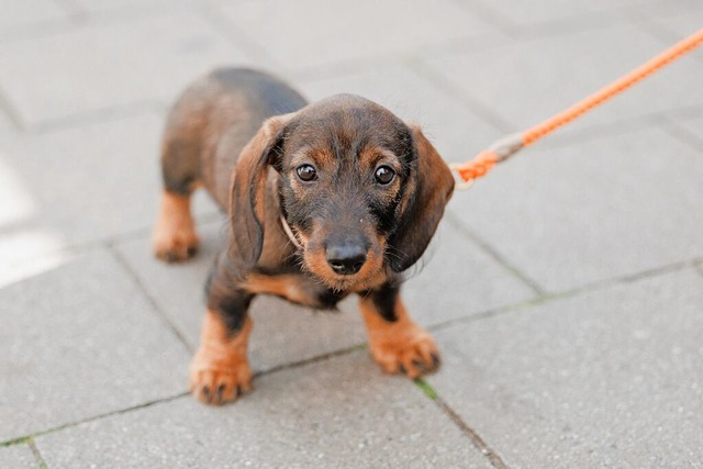 Wegen nicht bezahlter Hundesteuer wre...dem Aargau fast im Gefngnis gelandet.  | Foto: Friso Gentsch (dpa)