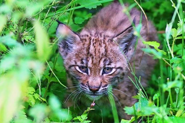 Beliebte Tierarten werben mehr Spenden fr den Tierschutz ein als etwa der Moorfrosch