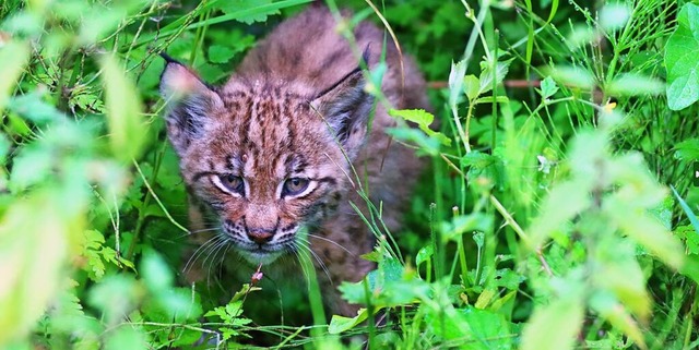 Erwrmt die Herzen der Spender und hil...ren Geldbeutel zu ffnen: junger Luchs  | Foto: Richard Ferner (dpa)