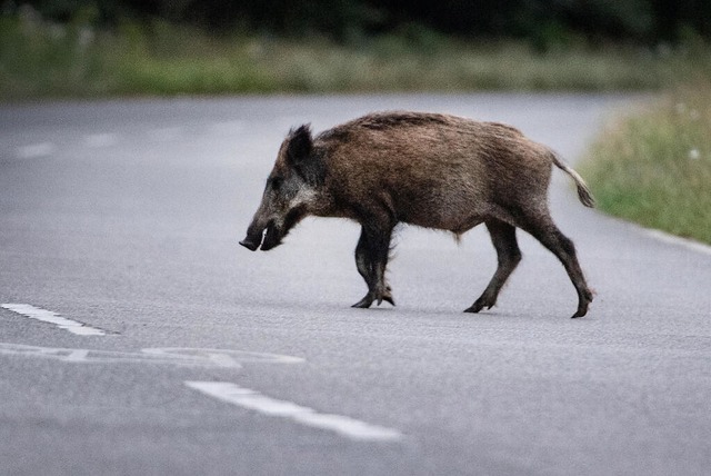 Ein querendes Wildschwein auf der Bund...n Unfall mit hohem Schaden verursacht.  | Foto: Paul Zinken (dpa)