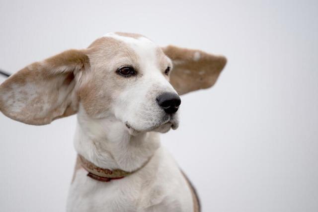 "Tiere bekommen Panik" - Tierschtzer in der Region Freiburg kritisieren bermige Bllerei