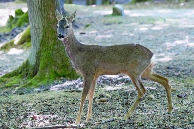 Experten im sdlichen Schwarzwald sorgen sich:Nutzvieh und Wildtiere flchten aus Angst vor Bllern