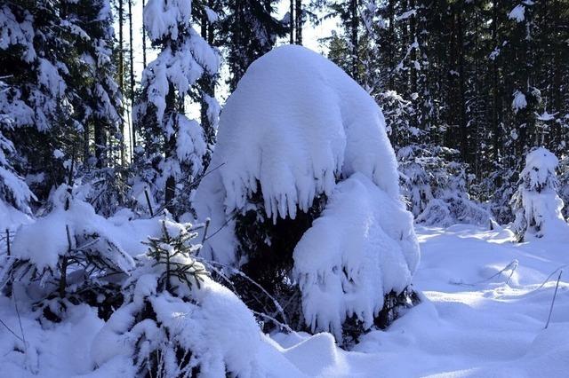 Tief verschneiter Wald bei Schweikhof