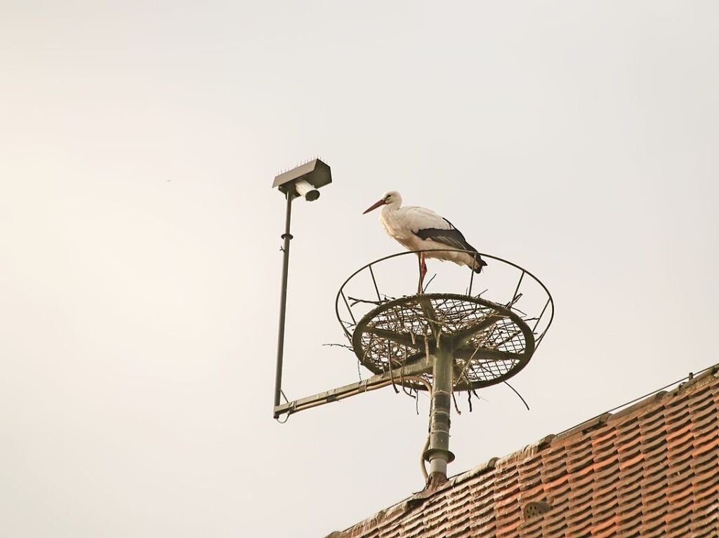 Februar: Schon frh nistete der erste Storch auf dem Rathaus