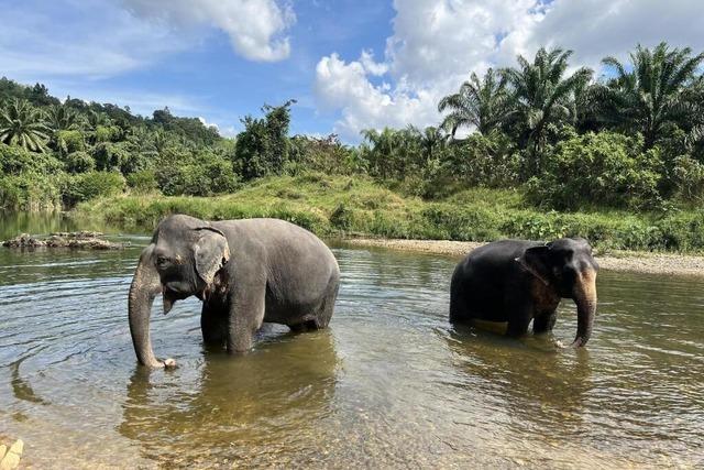 Verhtungsspritze fr Elefanten in Thailand