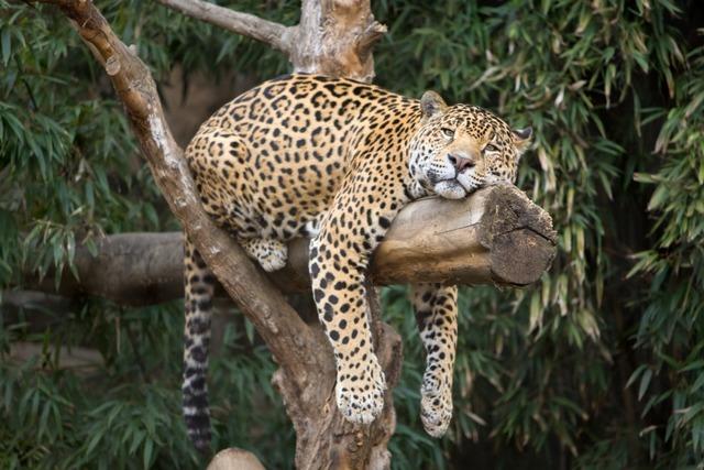 Das Leopardenmuster soll 2025 im Trend liegen. Echt jetzt?