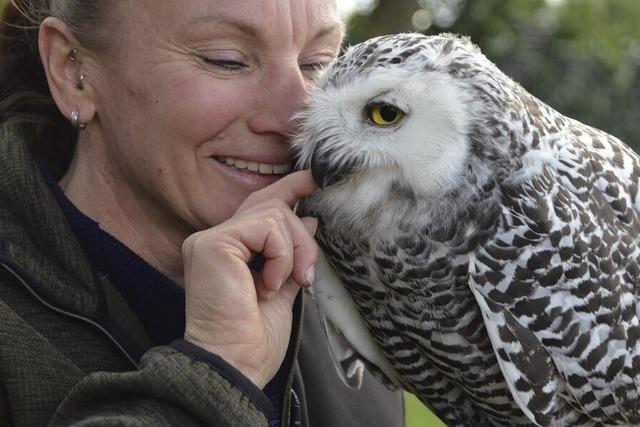 Zwischen Seeadler, Schneeeule und Altaifalke