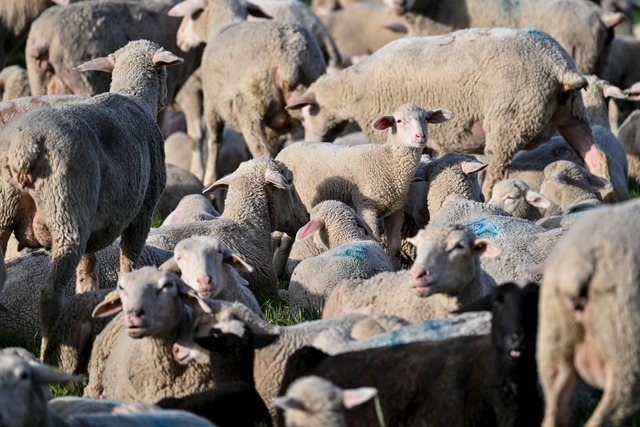 Die Schafe waren stark unterversorgt. (Symbolbild)  | Foto: Felix K&auml;stle/dpa