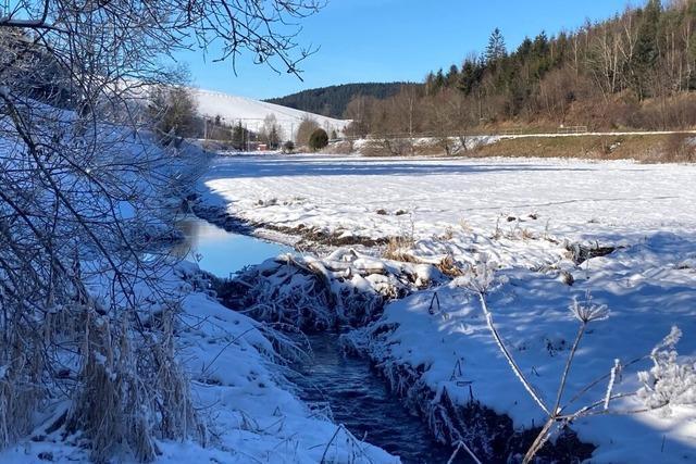 Der Klosterweiher in St. Georgen im Schwarzwald droht zu kippen - und der Biber ist schuld?