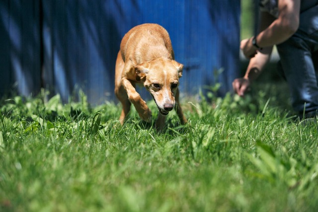 Ein professionelles Hundetraining kann...ntspannter und zutraulicher zu werden.  | Foto: Heike Schmidt-Rger (dpa)