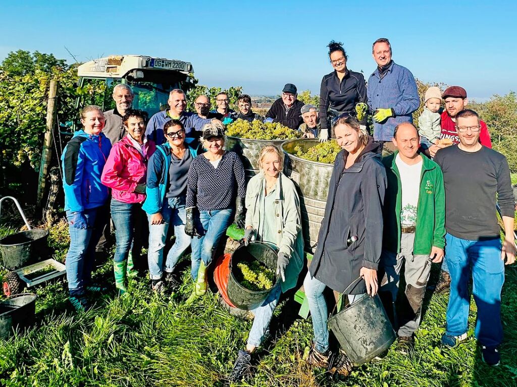 September: Die Trauben fr den Jubilumswein „800 Jahre Ringsheim“ werden geherbstet.