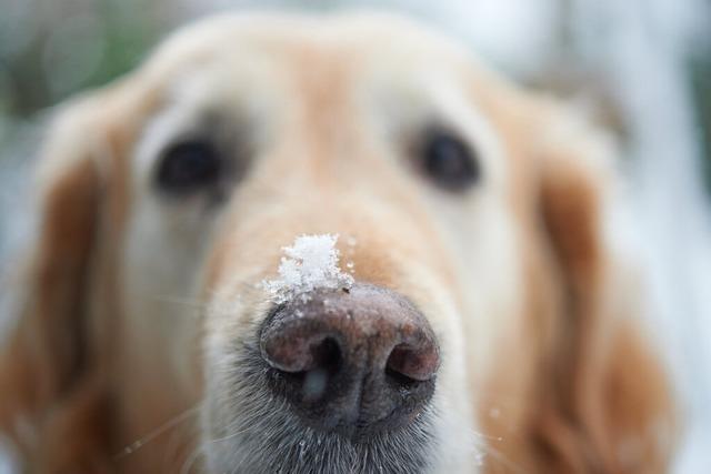 Hund findet Finger: So geht die Geschichte weiter