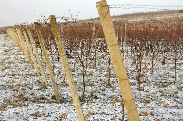 Von Schdlingen im Weinberg