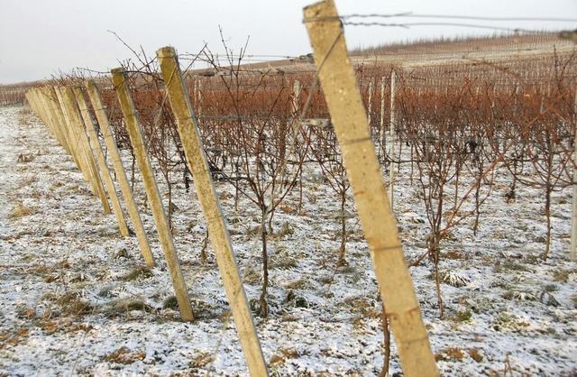 Etwas Winterruhe im Weinberg, hier bei Blansingen  | Foto: langelott