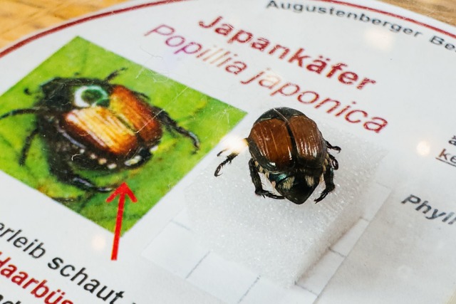 Die Insekten fallen &uuml;ber Obstplan...agen und G&auml;rten her. (Archivbild)  | Foto: Philipp von Ditfurth/dpa