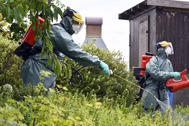 Im Nachbarland Schweiz werde der Japan...sektiziden bek&auml;mpft. (Archivbild)  | Foto: Walter Bieri/KEYSTONE/dpa