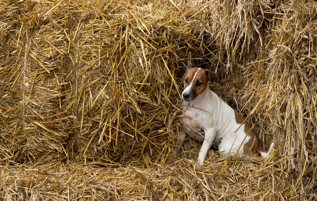 Die Polizei sucht nach dem Hundeentf&uuml;hrer. (Symbolbild)  | Foto: picture alliance / dpa