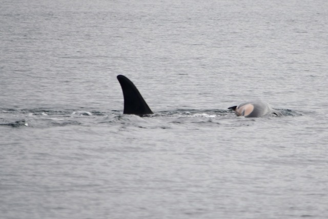 Laut NOAA k&ouml;nnen sich neben Orcas...rem toten Nachwuchs trennen. (Handout)  | Foto: Candice Emmons/NOAA Fisheries West Coast/AP/dpa