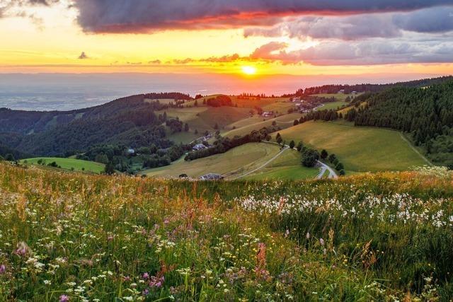 Ein inspirierendes Buch ber die Wildkruter und Blumen vom Schauinsland