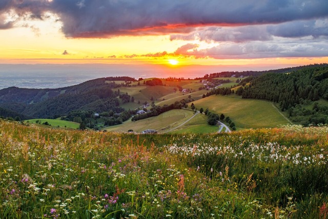 Dieses Archivfoto unseres Lesers Bernd...e blhende Wiese auf dem Schauinsland.  | Foto: Bernd Wehrle