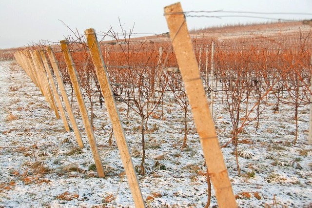 Etwas Winterruhe im Weinberg, hier bei Blansingen  | Foto: langelott