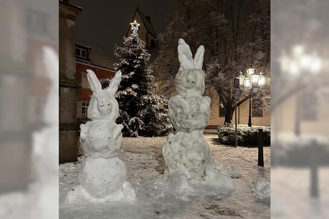 Zwei Schneehasen am Lindenplatz