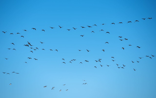 Derzeit grassiert die gr&ouml;&szlig;t...ntierte Vogelgrippewelle. (Symbolbild)  | Foto: Daniel Bockwoldt/dpa