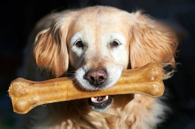 Einige Kauknochen lsten bei Hunden ne...rden in Europa Produkte zurckgerufen.  | Foto: Bernd Thissen (dpa)