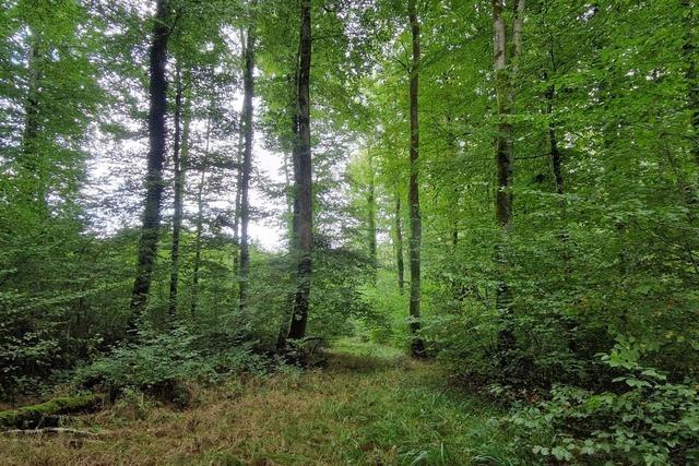 Der Wald im Kreis Lrrach steht vergleichsweise gut da