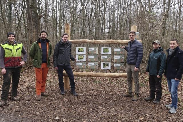 Baumwissen im Breisacher Stadtwald