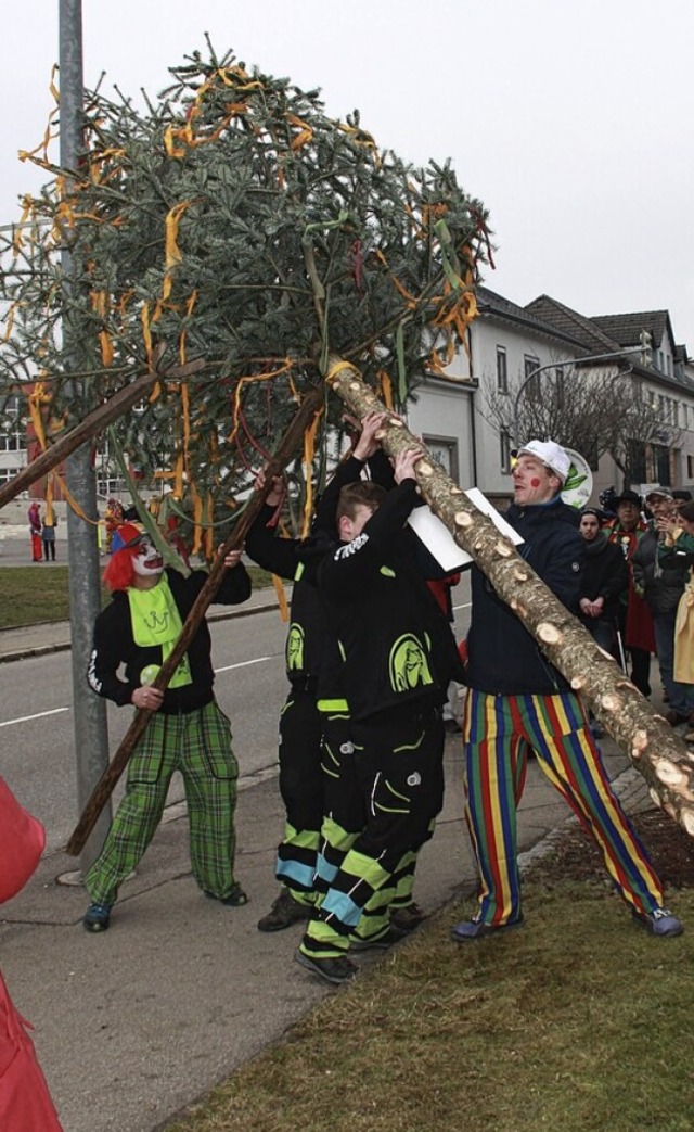 Eine prchtige Douglasie aus dem Gemei...zum ersten Murger Narrenbaum bestimmt.  | Foto: Gerd Leutenecker