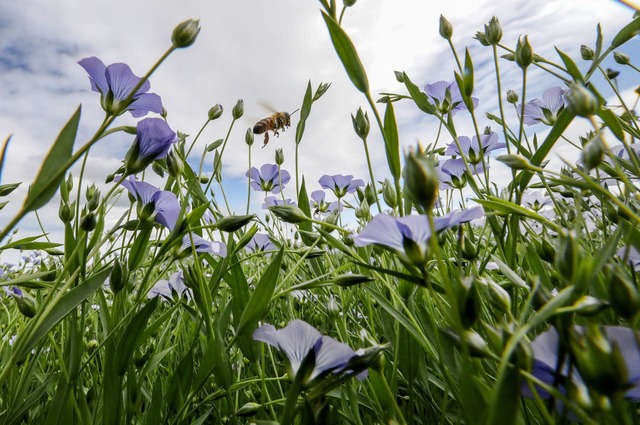 Die neue Wildbiene des Jahres  ist besonders kreativ beim Nestbau.(Symbolbild)  | Foto: Thomas Warnack/dpa