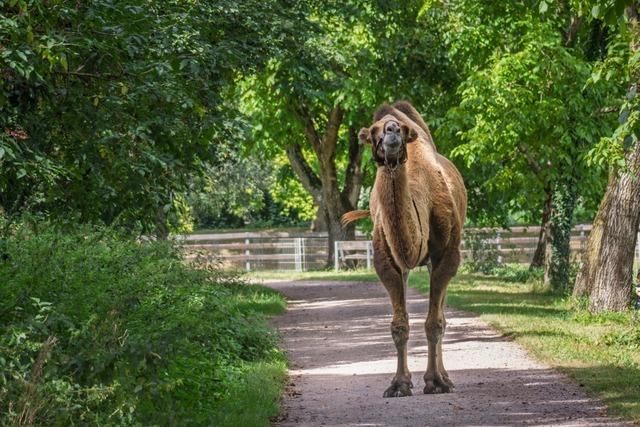 Das grte Kamel im Freiburger Tiergehege Mundenhof ist tot