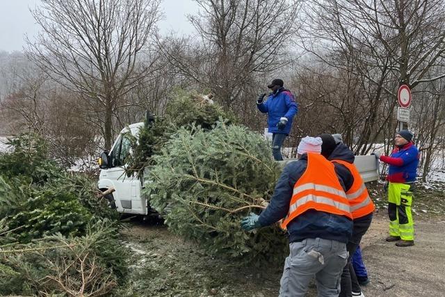 Der SC Haagen spielt beim Sammeln von Weihnachtsbumen in Lrrach in einer eigenen Liga