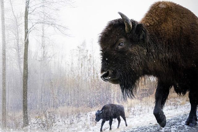 Im Brgerhaus am Seepark findet eine Multivisionsshow „Wildnis Weltreise“ der Mundologia-Reihe statt