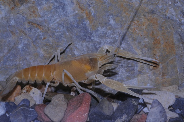 Der Flusskrebs Procambarus orcinus  | Foto: Keith A. Crandall Und C. Riley N/Nature/dpa