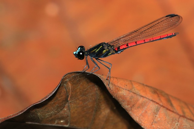 Eine Libelle der Art Chlorocypha cyanifrons  | Foto: Jens Kipping/Nature/dpa