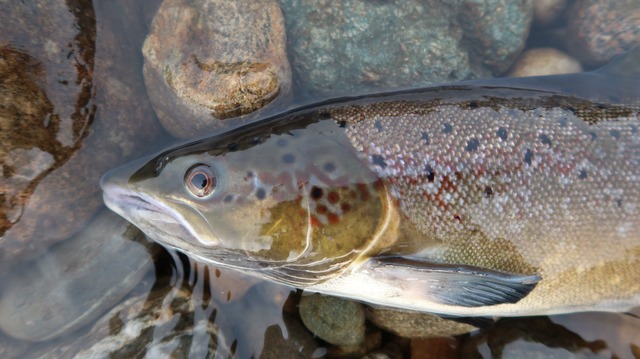 Ein Atlantischer Lachs  | Foto: Eva B. Thorstad, Nina/Nature/dpa