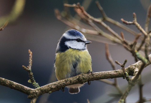 Die Aktion "Stunde der Winterv&ouml;ge... zum Beispiel Blaumeisen. (Archivbild)  | Foto: Oliver Berg/dpa