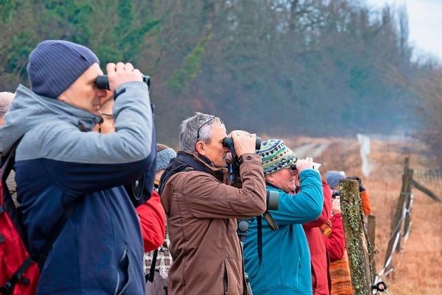 Bei einer Exkursion am Rhein gibt es berraschungen beim Blick durchs Fernglas