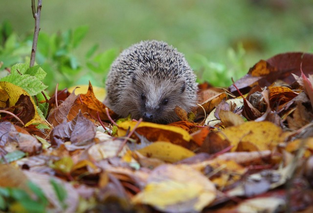 Der Igel ist ein Sympathietr&auml;ger....&uuml;r Mitmachprojekte zu begeistern.  | Foto: Karl-Josef Hildenbrand/dpa/dpa-tmn