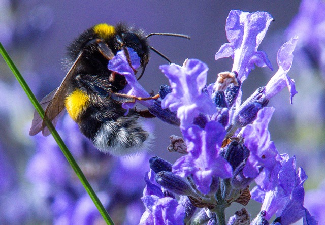 Citizen Science kann auch dazu f&uuml;...sieren und diese sch&uuml;tzen wollen.  | Foto: Jens B&uuml;ttner/dpa