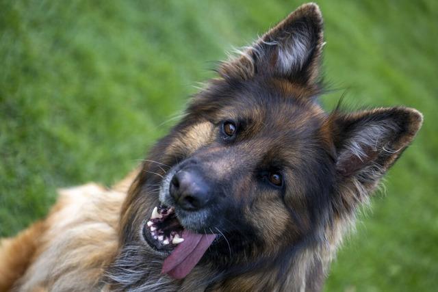 Hund zerbeit Passant die Jacke in Schopfheim