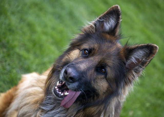 Bei dem Hund soll es sich um einen Schferhund handeln (Symbolfoto).  | Foto: Stefan Puchner (dpa)