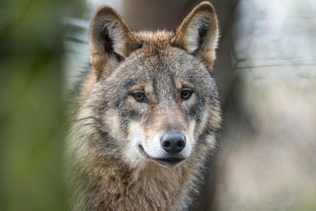 Im Kleinen Wiesental ist per Fotofalle erneut ein Wolf nachgewiesen