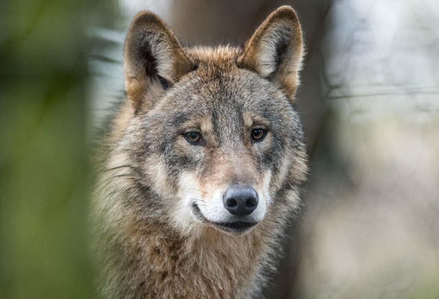 Ein Wolf ist im Kleinen Wiesental in eine Fotofalle gelaufen.  | Foto: Bernd Thissen (dpa)