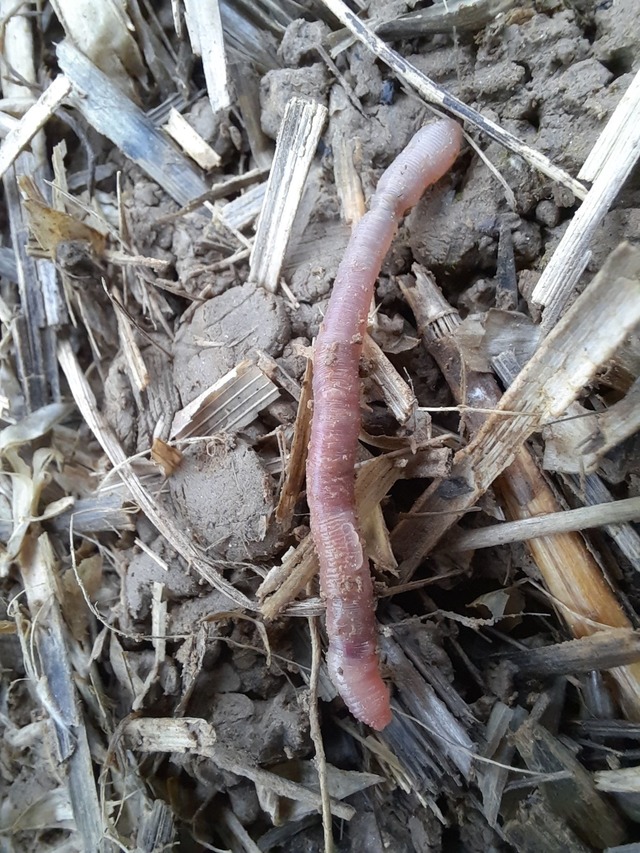 Der neu entdeckte bayerische Regenwurm...us ist weltweit einzigartig. (Handout)  | Foto: Roswitha Walter/Bayerische Landesanstalt f&uuml;r Landwirtschaft/dpa